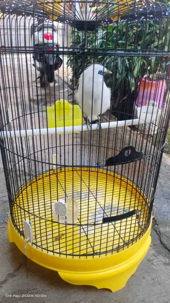 Burung JALAK KEBO