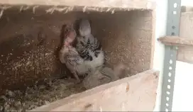 Burung parkit bahan FF masih lolohan induk
