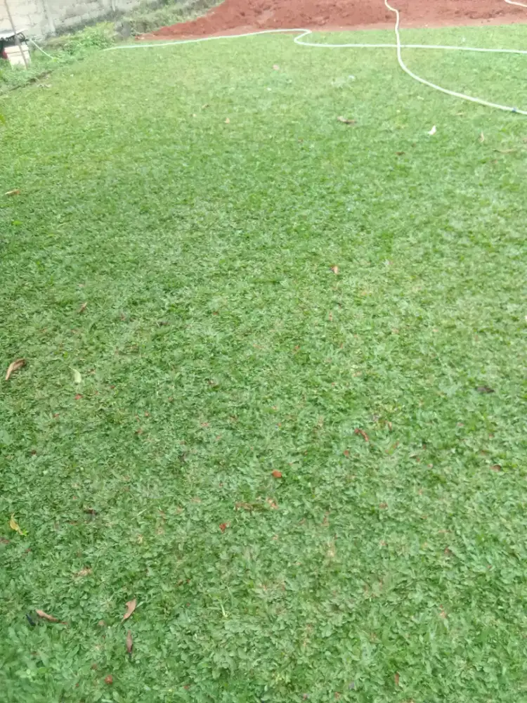 Tukang taman rumput gajah mini