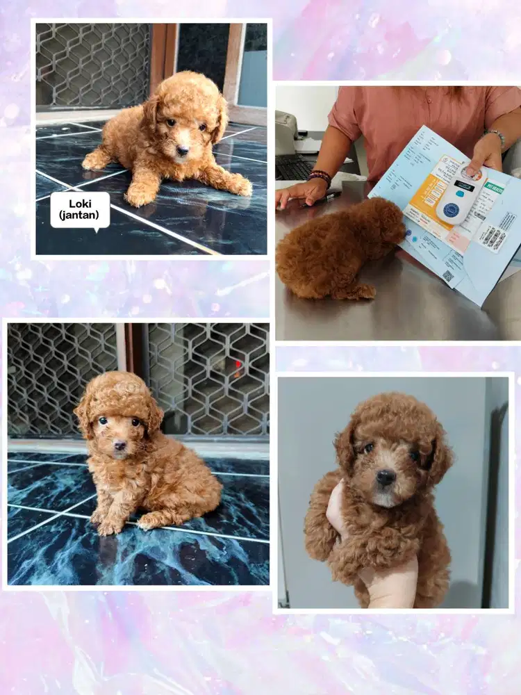Anakan poodle stambun