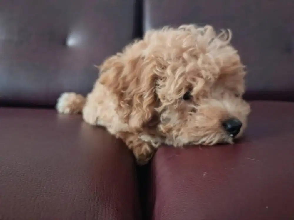 Puppy Maltipoo cewek