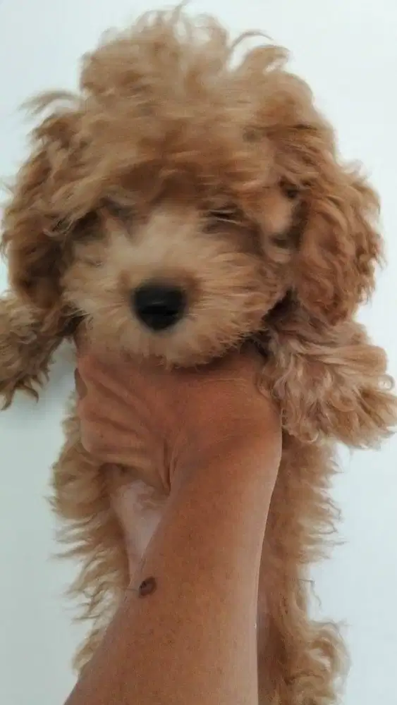 Puppy Maltipoo cewek