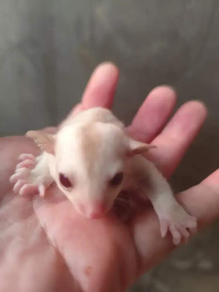 Sugar Glider Joey Creamino