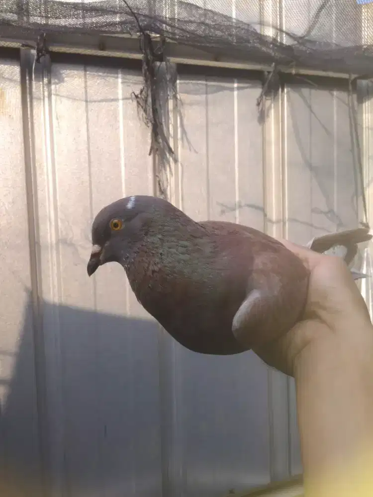 Burung dara 3 ekor barter ayam bangkok