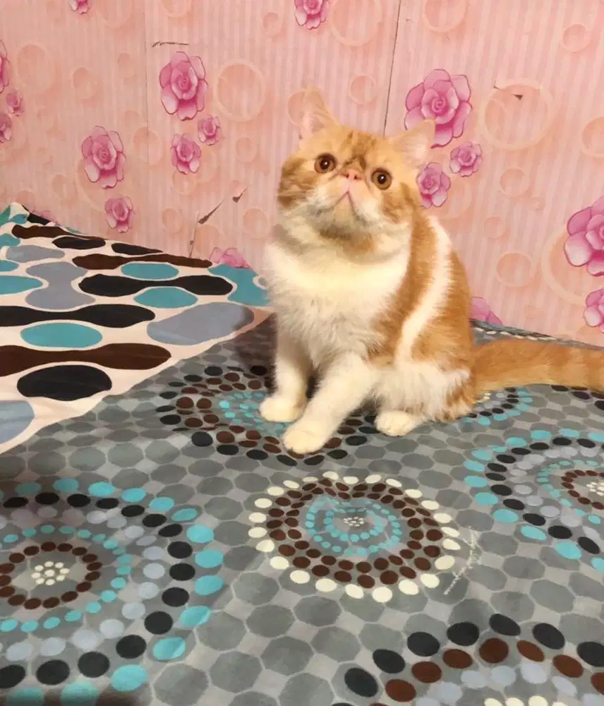Kucing Peaknose Jantan Exotic Gimbul