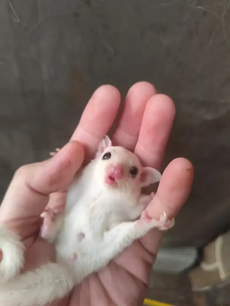 Sugar Glider Leu Betina
