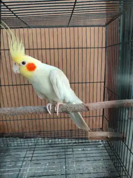 burung falk australia