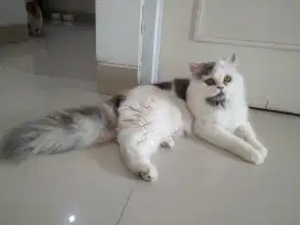 Kucing betina full vaksin + steril [NEGO] TAWAR SAJA