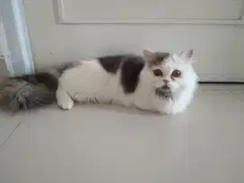 Kucing betina full vaksin + steril [NEGO] TAWAR SAJA