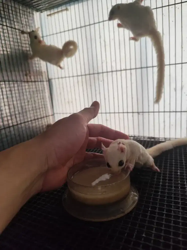 4 ekor Sugar Glider Anakan