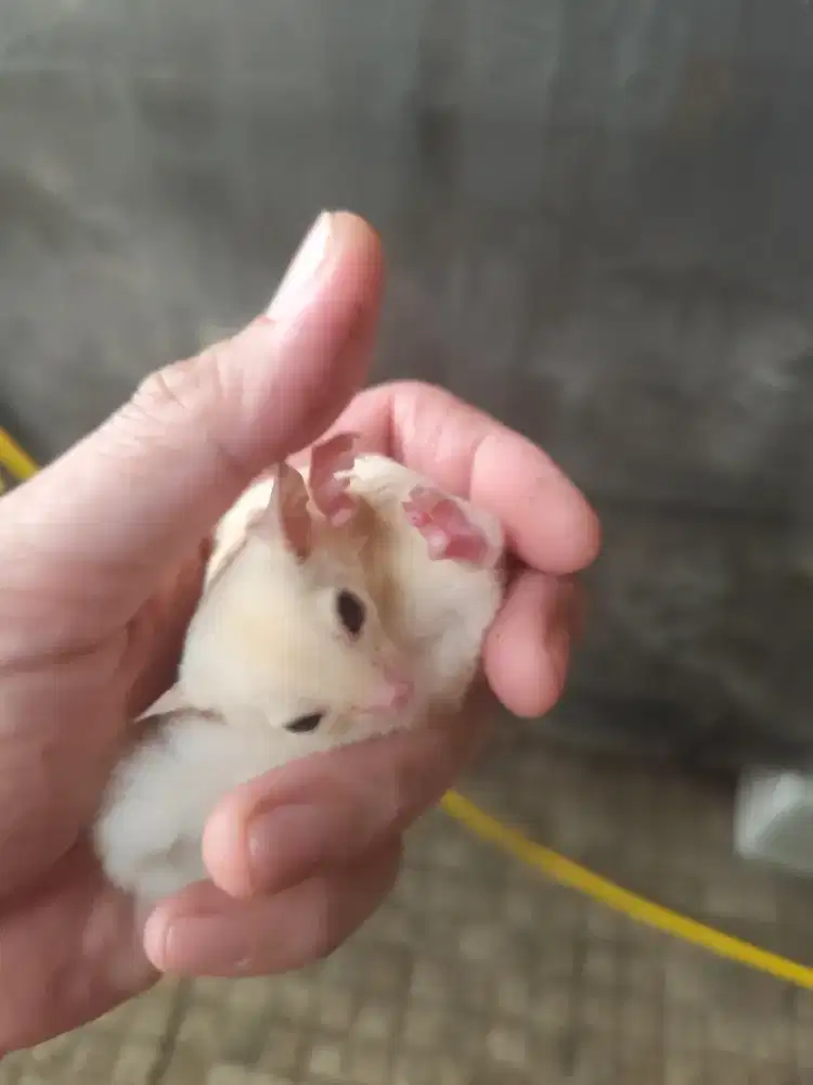 2 ekor Sugar glider joey