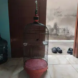 Burung konin dada merah