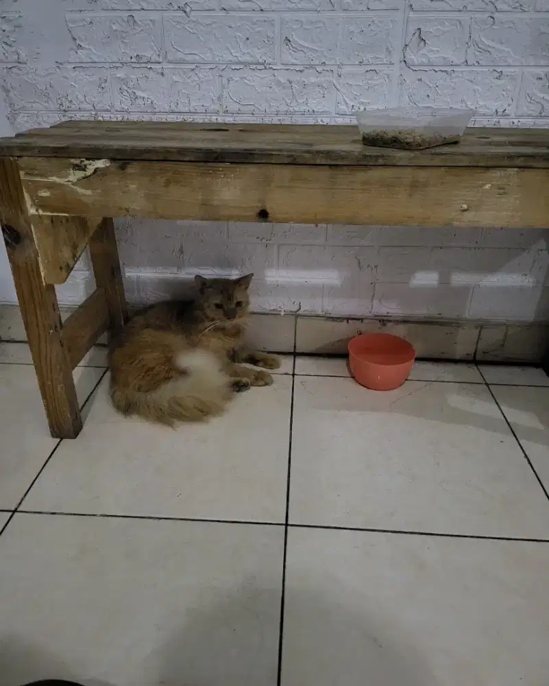 Kucing persia mix anggora 4 bulan