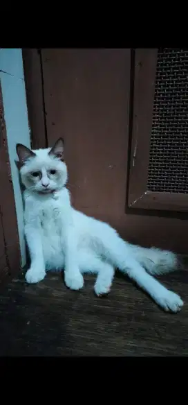 Dijual kucing ragdol