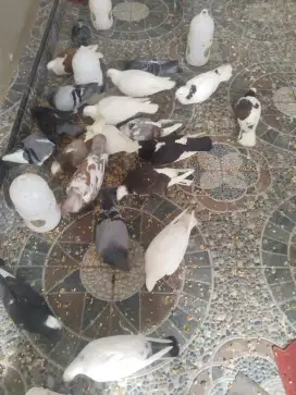 Ngabisin 5 Pasang Burung Lombaan Burung Merpati/Dara