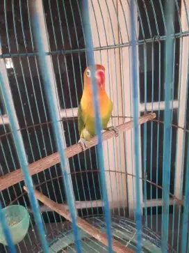 Jual burungnnya aja LB