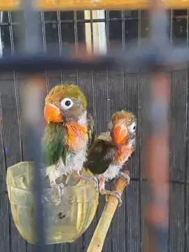 Jual anakan Love bird 2 ekor