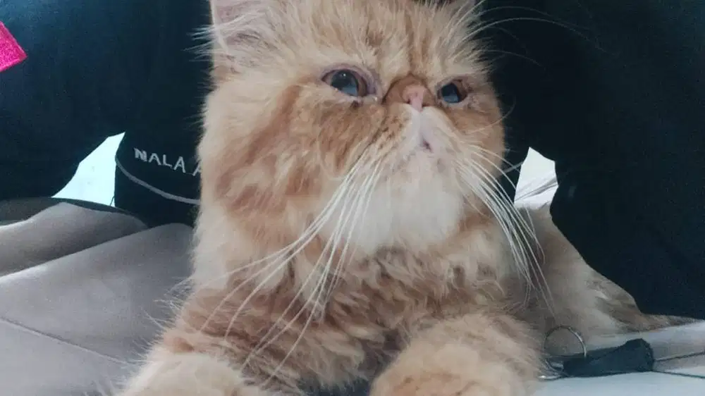 Pacak kucing peaknose