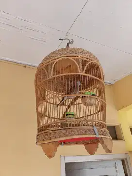 Bismillah jual perkutut sdh bunyi keadaan dgn kandang (2 Burung )