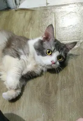 Munchkin jantan birahi