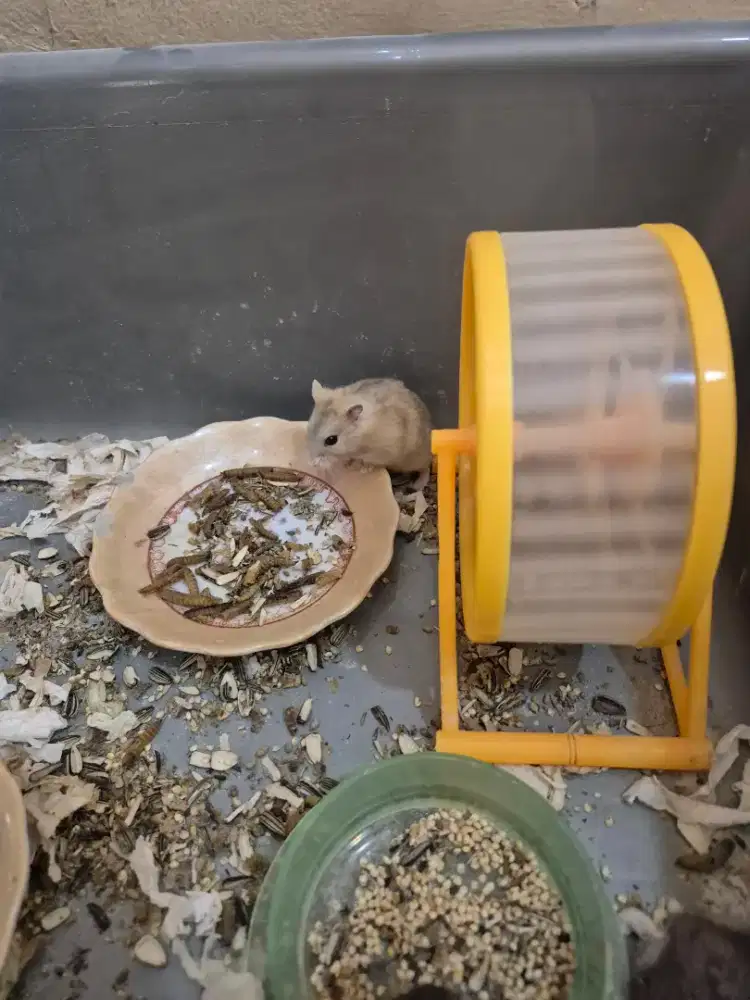 Hamster jinak Winter White