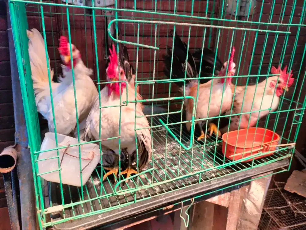 Jual Ayam Kate Serama