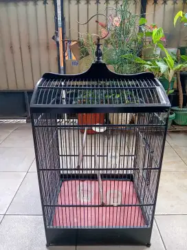 Kandang burung suren, ijo nego alus