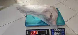 Ayam Kampung Potong Segar - Siap Antar