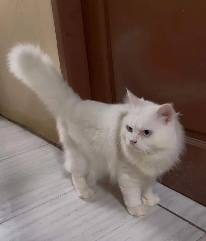 Kucing persia jantan