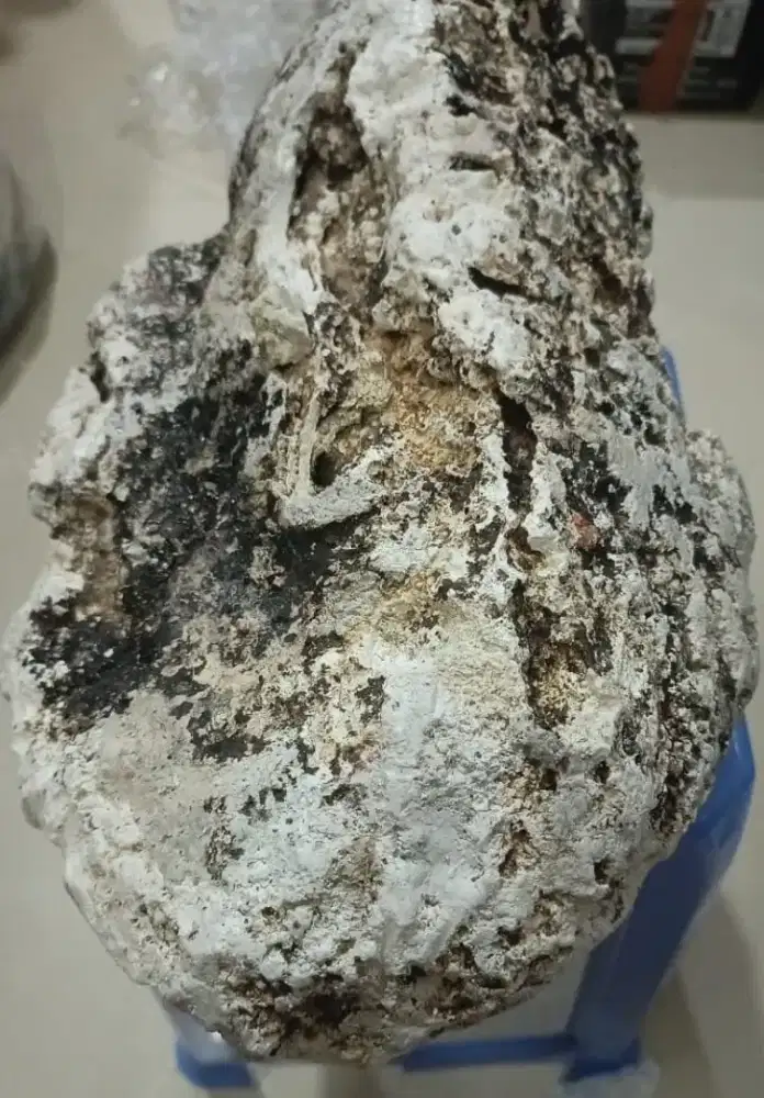 Jual AMBERGRIS ( Muntahan Ikan Paus )