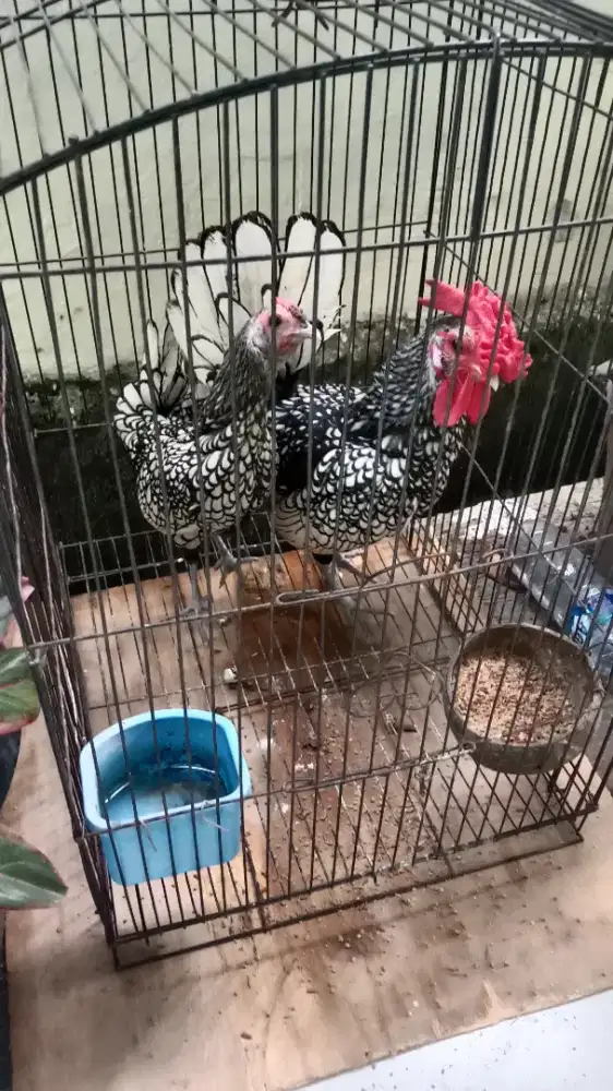 ayam batik itali sepasang