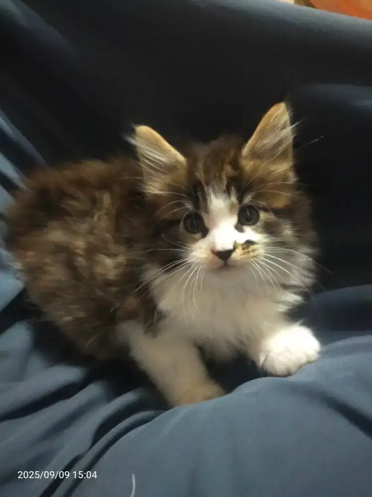 Mainecoon for Sale