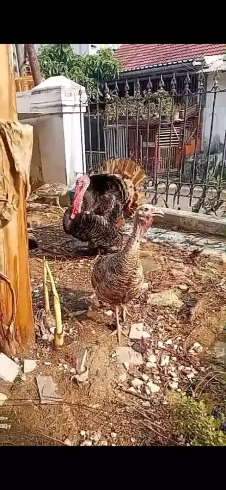 Ayam Kalkun Dewasa dan Anak
