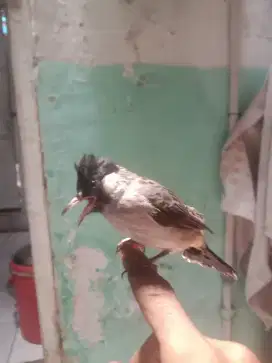 Burung kutilang jawa