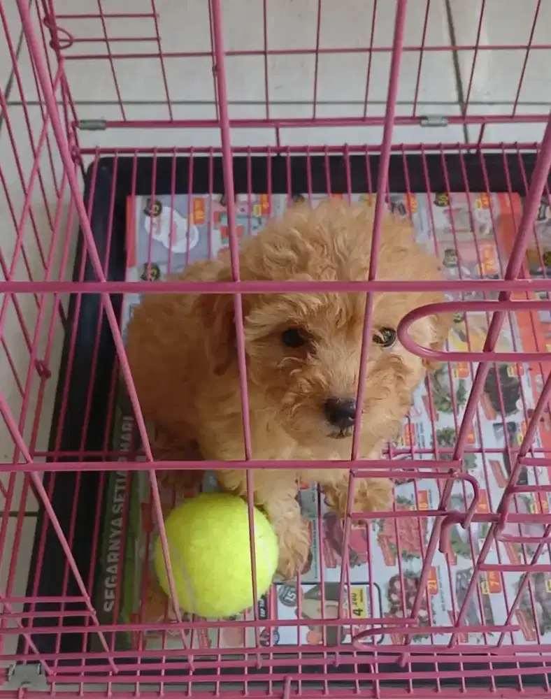 Anak Anjing Poodle