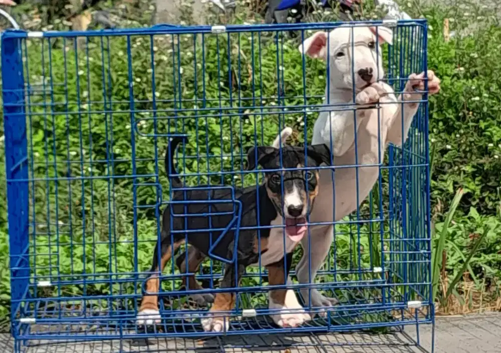 Anjing bulterier