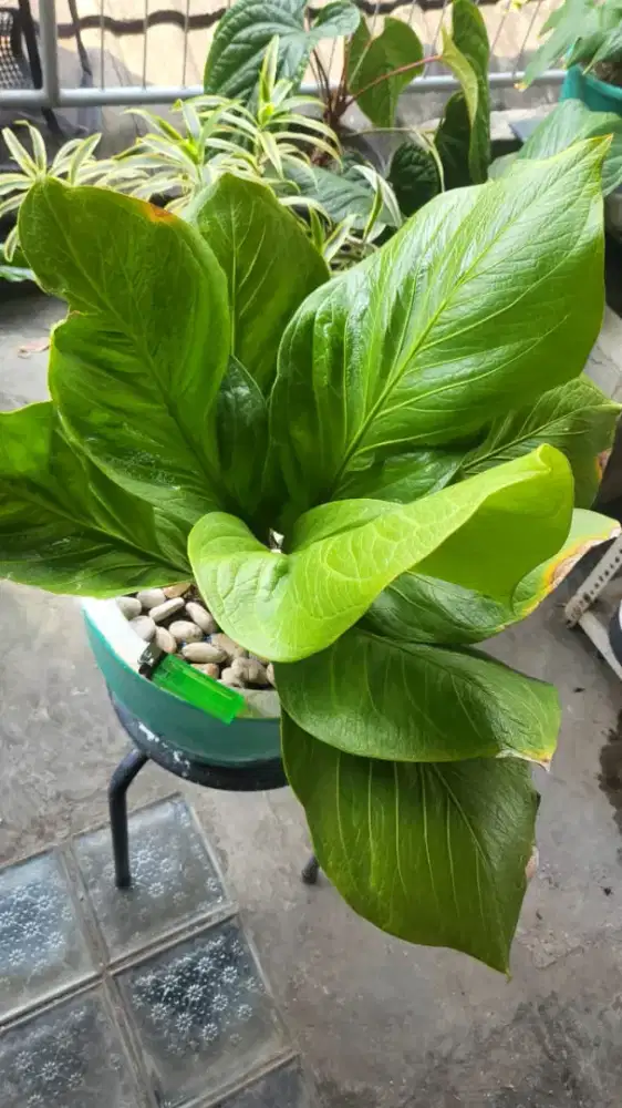 Anthurium Jemani