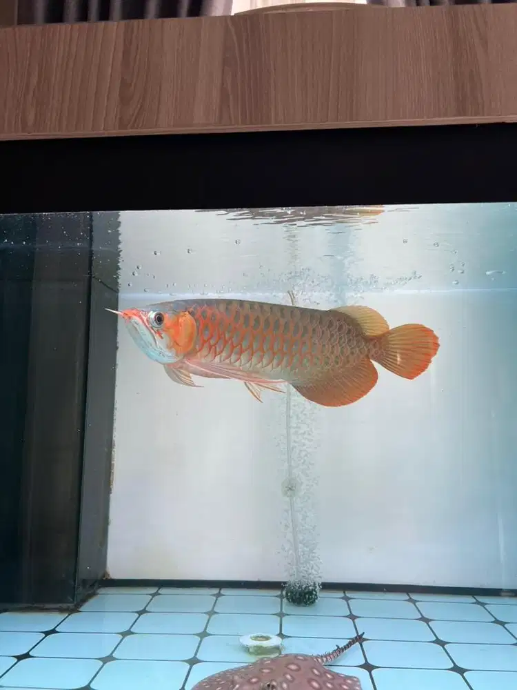 Ikan Arwana Super Red 43cm