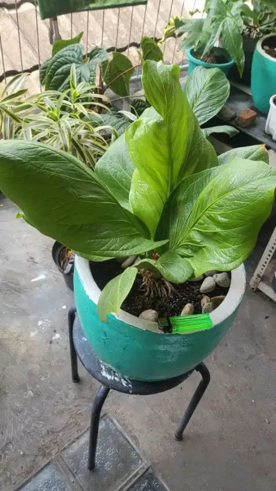 Anthurium Jemani