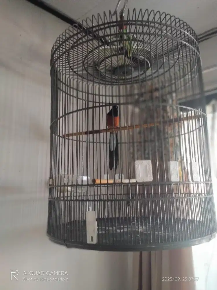 Di Jual Cepat Burung Murai Batu