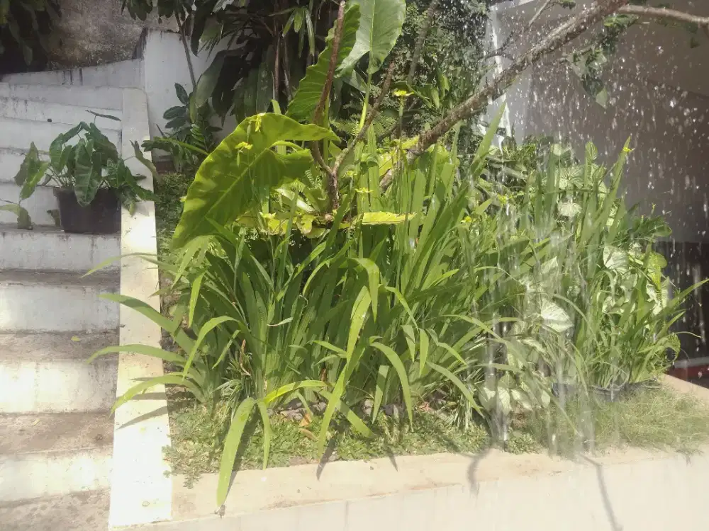 Jasa perawatan dan bikin taman