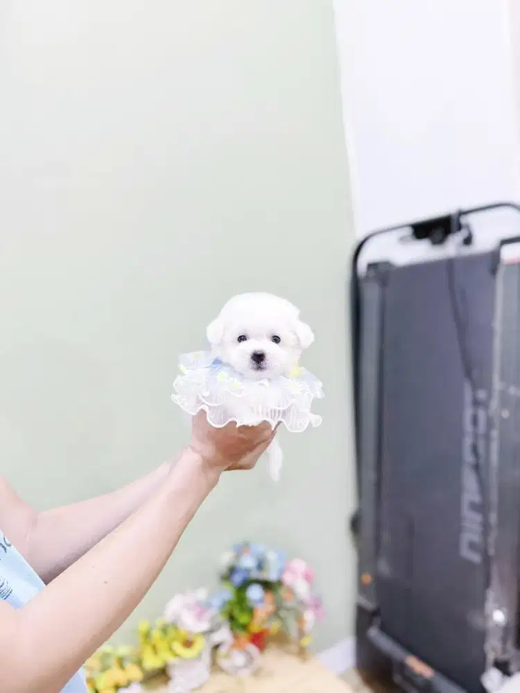 Korean mini bichon male super cute imut size kecil bl import korea