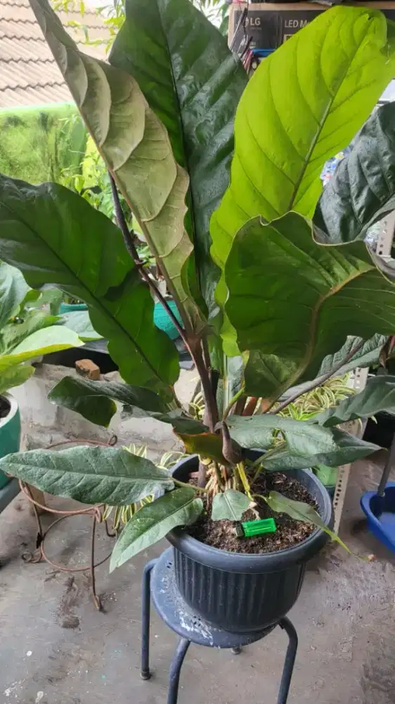 Anthurium Black Series