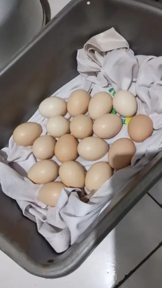 Telur Ayam Kampung