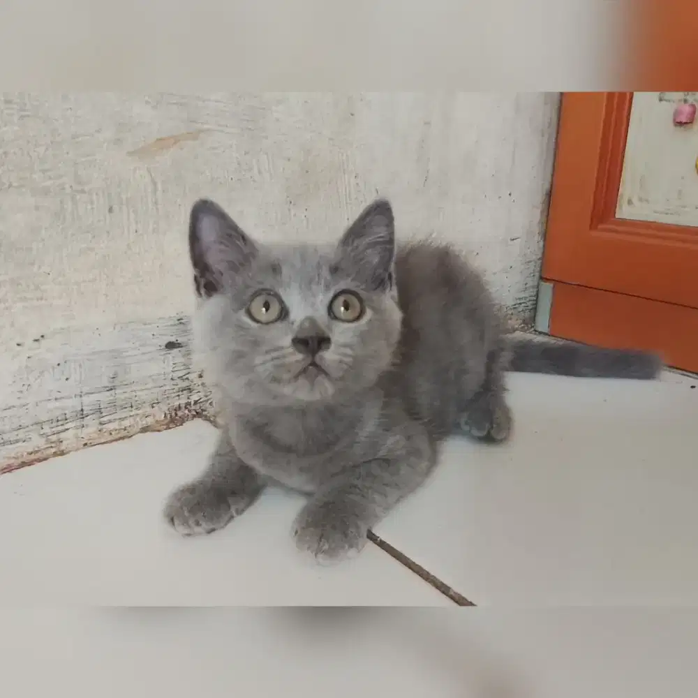 Bsh pure jantan usia 2,5bulan