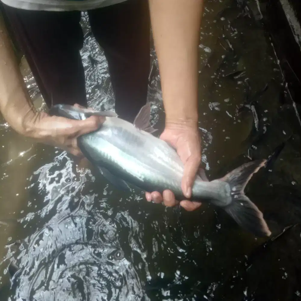 Ikan patin indukkan rawatan
