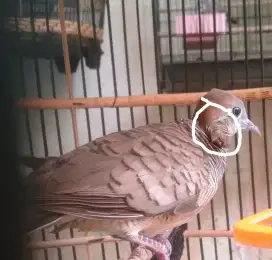 Perkutut langka 1 burung 4 katurangga kolocokro talang mas