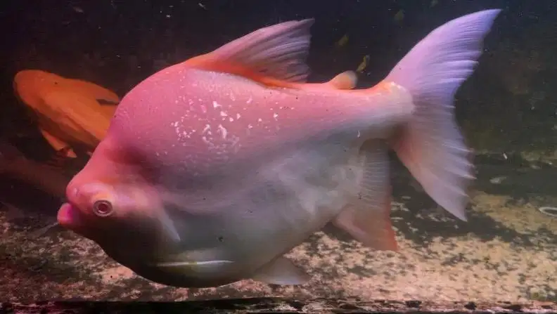Ikan hias Predator Pacu Albino SB King