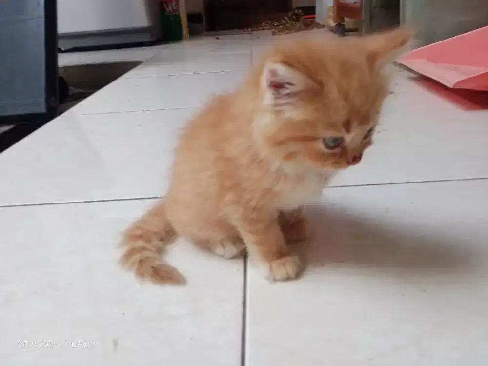 Kucing Persia Jantan umur 1,5 bln, Gimbul Sehat Lucu lincah