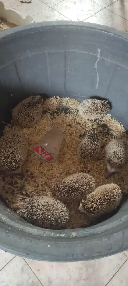 Jual Pensi anak landak mini 8 ekor 400k nego